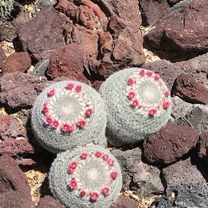 Meet your Posher, Joanne